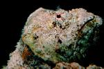 Deadly Stonefish, Reef Stonefish, (Synanceia verrucosa), Scorpaeniformes, Synanceiidae, venomous, scorpionfish, venemous, AAAV02P05_08.4092
