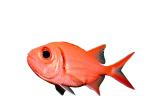Menpachi Squirrelfish, (Myripristis argyromus), Holocentridae, soldierfishes, photo-object, object, cut-out, cutout, AAAV02P05_12F