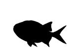Menpachi Squirrelfish Silhouette, (Myripristis argyromus), Holocentridae, soldierfishes, logo, shape, AAAV02P05_12M