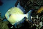 Queen Triggerfish, Balistes vetula, Tetraodontiformes, Balistidae, Atlantic Ocean, AAAV02P05_16