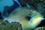 Queen Triggerfish, Balistes vetula, Tetraodontiformes, Balistidae, Atlantic Ocean, AAAV02P05_18