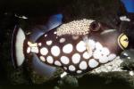 Clown Triggerfish, (Balistoides conspicillum), Tetraodontiformes, Balistidae, coral reef fish, AAAV02P06_08