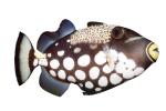 Clown Triggerfish, (Balistoides conspicillum), Tetraodontiformes, Balistidae, coral reef fish, photo-object, object, cut-out, cutout, AAAV02P06_08F