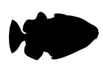 Clown Triggerfish Silhouette, (Balistoides conspicillum), Tetraodontiformes, Balistidae, coral reef fish, AAAV02P06_08M