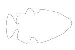 Clown Triggerfish outline, (Balistoides conspicillum), Tetraodontiformes, Balistidae, line drawing, shape, AAAV02P06_08O