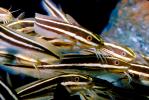 Striped Eel catfish, (Plotosus lineatus), Siluriformes, Plotosidae, toxic, toxins, AAAV02P07_05.2563