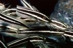 Striped Eel catfish, (Plotosus lineatus), Siluriformes, Plotosidae, toxic, toxins, AAAV02P07_05