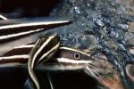 Striped Eel catfish, (Plotosus lineatus), Siluriformes, Plotosidae, toxic, toxins, AAAV02P07_06