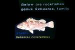 Rockfish, Sebastes constellatus