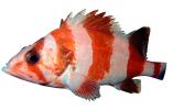 Tiger Rockfish, (Sebastes nigrocinctus), Scorpaeniformes, Scorpaenoidei, Scorpaenidae, banded, black-banded, photo-object, object, cut-out, cutout, AAAV02P08_04F