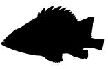 Tiger Rockfish, (Sebastes nigrocinctus) silhouette, Scorpaeniformes, Scorpaenoidei, Scorpaenidae, banded, black-banded, logo, shape, AAAV02P08_04M