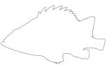 Rockfish, Sebastes rubrivinctus, Outline, line drawing, shape