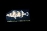 Rockfish, Sebastes rubrivinctus