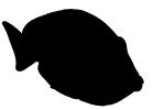 Blue Tang silhouette, logo, shape