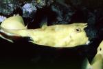 Longhorn cowfish, (Lactoria cornuta), Tetraodontiformes, Ostraciidae, boxfish, AAAV02P08_17