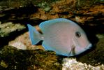 Atlantic blue tang surgeonfish, (Acanthurus coeruleus), Perciformes, Acanthuridae, AAAV02P09_07.2563
