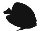 Koran Angelfish silhouette, (Pomacanthus semicirculatus), Perciformes, Pomacanthidae, logo, shape