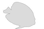 Koran Angelfish Outline, (Pomacanthus semicirculatus), Perciformes, Pomacanthidae, semicircle, line drawing, shape, AAAV02P09_16O