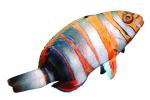 Harlequin Tuskfish, Choerodon fasciatus, Perciformes, Labridae, photo-object, object, cut-out, cutout, AAAV02P10_04F