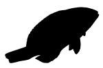 Harlequin Tuskfish Silhouette, Choerodon fasciatus, Perciformes, Labridae, logo, shape, AAAV02P10_04M
