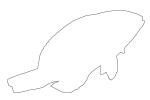 Harlequin Tuskfish Outline, Harlequin Tuskfish, Choerodon fasciatus, Perciformes, Labridae, line drawing, shape