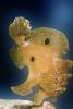 Tropical Anglerfish [Antennarildae], AAAV02P10_10
