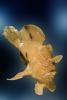 Tropical Anglerfish [Antennarildae], AAAV02P10_11