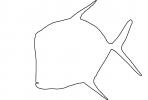 Lookdown Jack outline, line drawing, (Selene vomer), Perciformes, Carangidae