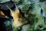 Longhorn cowfish, (Lactoria cornuta), Tetraodontiformes, Ostraciidae, boxfish, AAAV02P11_01