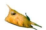 Longhorn cowfish, (Lactoria cornuta), Tetraodontiformes, Ostraciidae, boxfish, photo-object, object, cut-out, cutout, AAAV02P11_03F