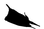 Longhorn Cowfish silhouette, (Lactoria cornuta), Tetraodontiformes, Ostraciidae, boxfish, Longhorn cowfish, shape, logo, AAAV02P11_03M
