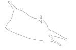 Longhorn cowfish outline, (Lactoria cornuta), Tetraodontiformes, Ostraciidae, boxfish, Longhorn cowfish, line drawing, shape, AAAV02P11_03O