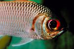 Blotcheye Soldierfish, (Myripristis berndti), Beryciformes, Holocentridae, SquirrelFish, AAAV02P12_02.4092