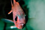 Blotcheye Soldierfish, (Myripristis berndti), Beryciformes, Holocentridae, SquirrelFish, AAAV02P12_03.4092