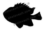 Short Bigeye Silhouette, SquirrelFish, (Pristigenys alta), Beryciformes, Priacanthidae, soldierfish, AAAV02P12_07C
