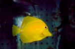 Yellow Tang, (Zebrasoma flavescens), Perciformes, Acanthuroidei, Acanthuridae, surgeonfish, AAAV02P12_11.4092