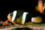 Tomato Clownfish, (Amphiprion frenatus), Perciformes, Pomacentridae, AAAV02P12_13.4092