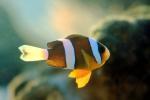 Tomato Clownfish, (Amphiprion frenatus), Perciformes, Pomacentridae, AAAV02P12_14.4092