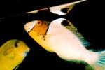 Parrotfish, AAAV02P13_03.4092
