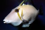 White Tail Trigger, Triggerfish, (Sufflamen albicaudatus), AAAV02P13_06