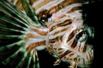 Black Volitan Lionfish, (Pterois volitans), Scorpaeniformes, Scorpaenidae, Pteroinae, venomous coral reef fish, scorpionfish, venemous, AAAV02P15_03.4092