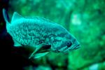 Blue rockfish, (Sebastes mystinus), AAAV02P15_17.4092