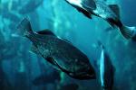 Kelp RockfishRockfish, AAAV03P01_11