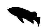 Rockfish silhouette, logo, shape, AAAV03P01_14M