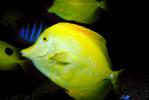 Yellow Tang, (Zebrasoma flavescens), Perciformes, Acanthuroidei, Acanthuridae, surgeonfish, AAAV03P02_02.4092