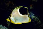 Reef Butterflyfish (Chaetodon sedentarius), Perciformes, Siganidae, AAAV03P02_03.2563