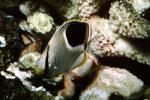 Reef Butterflyfish (Chaetodon sedentarius), Perciformes, Siganidae, AAAV03P02_05