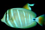 Red Sea sailfin tang, (Zebrasoma desjardinii), Perciformes, Acanthuridae, AAAV03P02_06.4092.