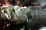 Monkeyface-eel, (Cebidichthys violaceus), Perciformes, Zoarcoidei, Stichaeidae, AAAV03P02_19
