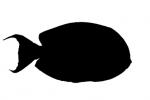 Tang silhouette, Acanthuridae, shape, logo